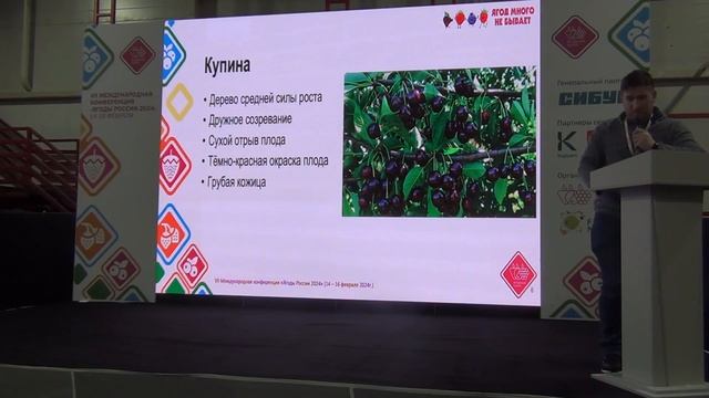 Сорта вишни селекции ВНИИСПК, пригодные к машинной уборке