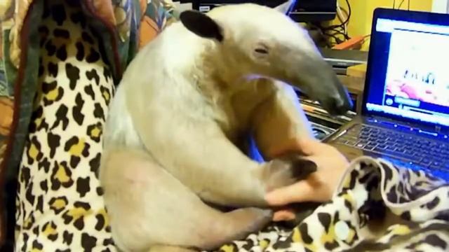 Каких животных принято считать домашними в разных странах мира смотреть онлайн