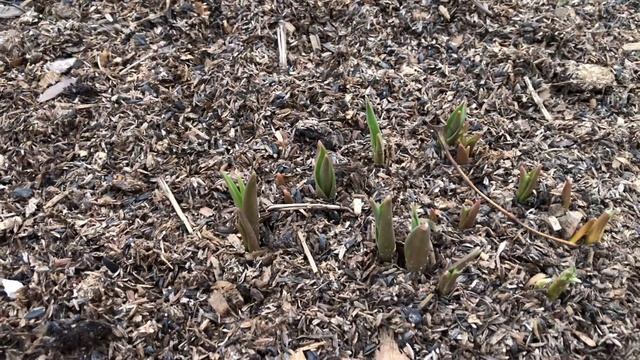 7 ФЕВРАЛЯ. ВЗОШЛИ ТЮЛЬПАНЫ, ПОДСТРИГЛА ИВУ КОЗЬЮ НА ШТАМБЕ. смотреть онлайн