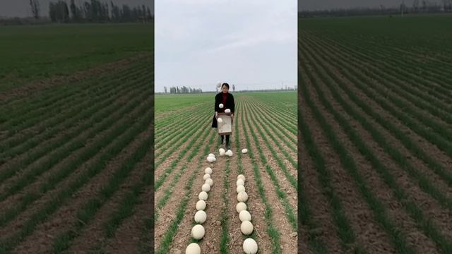 Amazing Ostriches Farm ! Happy Working at Ostriches farm , Feeding to ostriches #ostrich #short64 смотреть онлайн