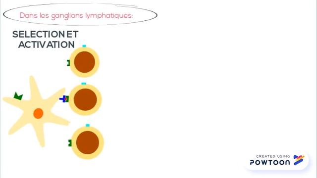 Le rôle central des LT CD4 dans la RIA смотреть онлайн