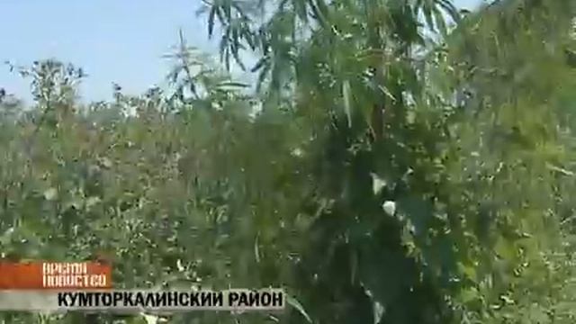 Сюжет o канапле.flv смотреть онлайн