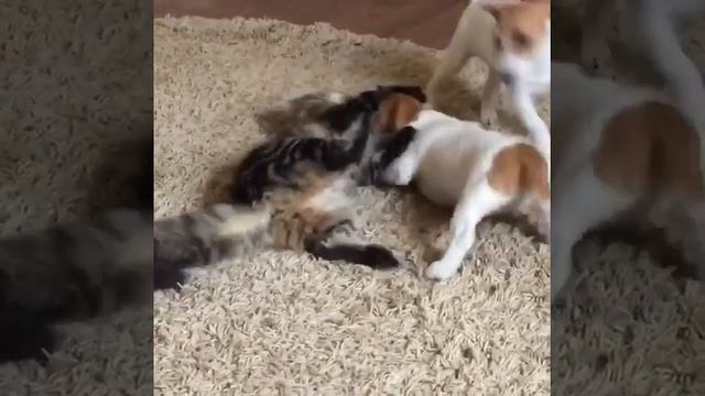 Джек Рассел и кошка смотреть онлайн