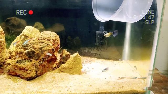 Releasing Neon Tetras смотреть онлайн