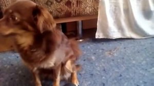 МЫ ВЕРНУЛИСЬ! Каждый пёсик такой....