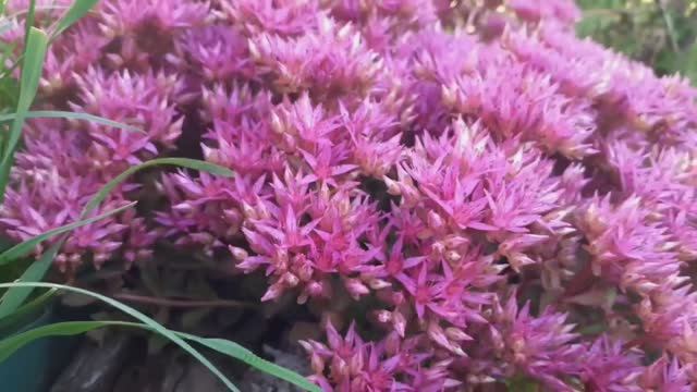 КРАСИВО ЦВЕТУЩИЙ САД смотреть онлайн