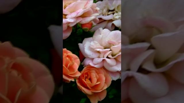 Разноцветные розы. Дмитрий Шлапак смотреть онлайн