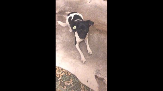 Мужчине было стыдно возвращать собаку в приют, тогда он решил всех обхитрить, но... смотреть онлайн