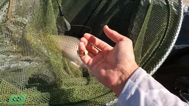 РЫБАЛКА НА САЗАНА И НАСАДКА СМАЙЛИК, ЛОВЛЯ КАРПА И КАРАСЕЙ, ХОРОШИЙ КЛЁВ РЫБЫ, УЛОВ смотреть онлайн