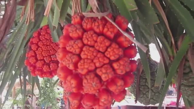 10 самых необычных, съедобных экзотических фруктов. Факты о фруктах. смотреть онлайн