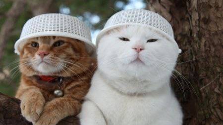 Nwo | Ss1 & Nwo | Beibi. EViLZOMB.RU CS 1.6