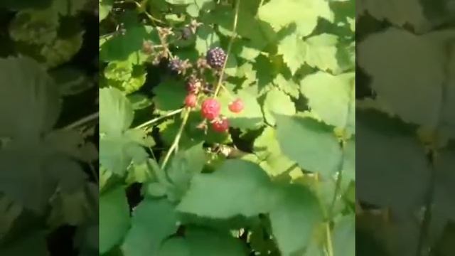 Черная малина смотреть онлайн