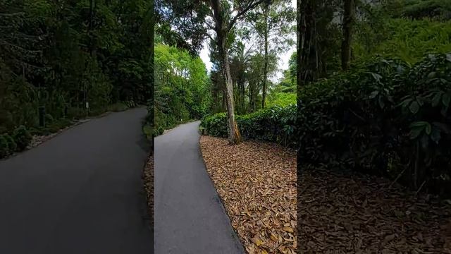 ASMR Nature.. Walking.. Evolution Garden Walk. Botanic Gardens, Singapore 🇸🇬 смотреть онлайн