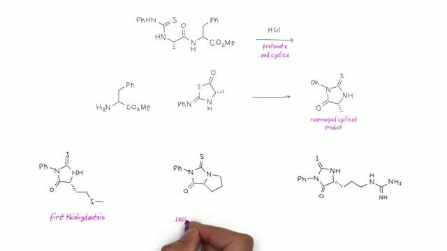 Peptides and Proteins смотреть онлайн