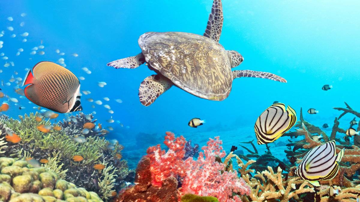 Залипательное и расслабляющее видео для детей и взрослых. Коралловый мир. Релакс видео #relax