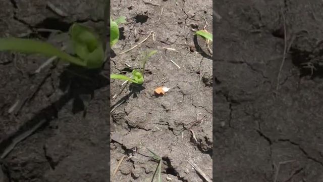 шпинат на моем огородике 🌱🌱🌱😍❤️ смотреть онлайн