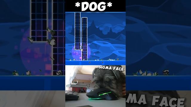 Geometry Dash 2.2 Sigma Dog! 😱😫 смотреть онлайн