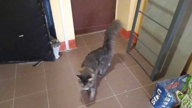 Коты в подъезде смотреть онлайн