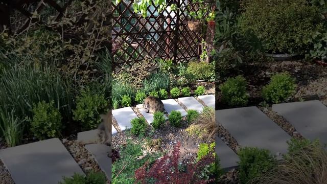 ЗВЕРЬЁ МОЁ. #сад #garden #цветники #цветы #дача смотреть онлайн