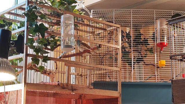 Славка садовая(Sylvia Borin)