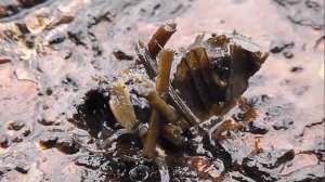 Личинка ручейника