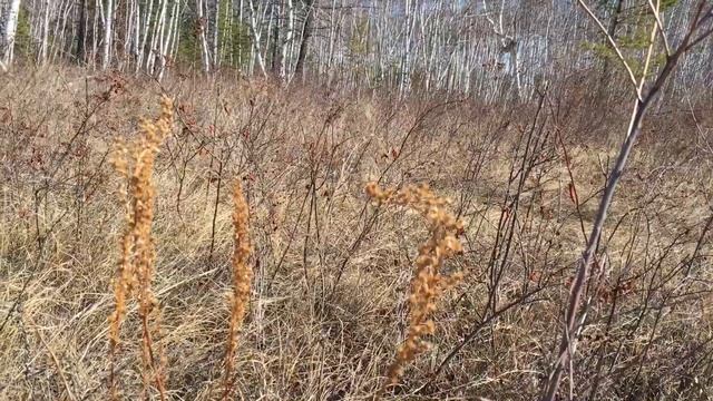⭐️ПОКАЖИ ЯКУТСК⭐️Пикник в Якутске⭐️ смотреть онлайн
