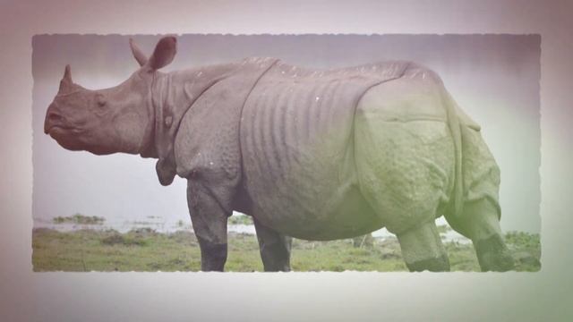10 Deadliest Animals Found in Asia смотреть онлайн