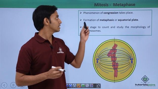 Class 11th - Mitosis – Metaphase | Cell Cycle and Cell Division | Tutorials Point смотреть онлайн