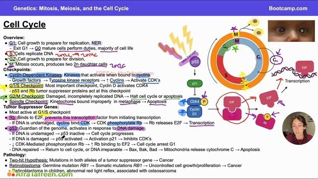 Mitosis, Meiosis, and the Cell Cycle-1. Cell Cycle atf смотреть онлайн