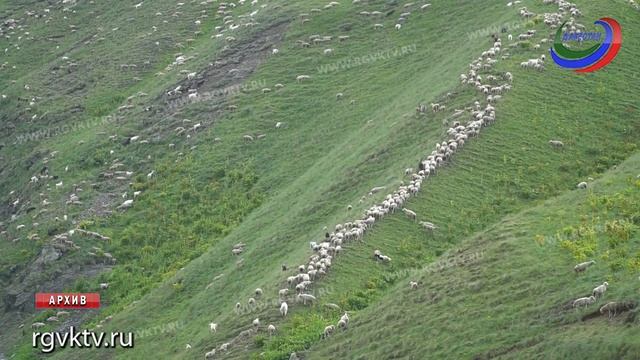 В Дагестане реализуется 9 направлений господдержки животноводов смотреть онлайн