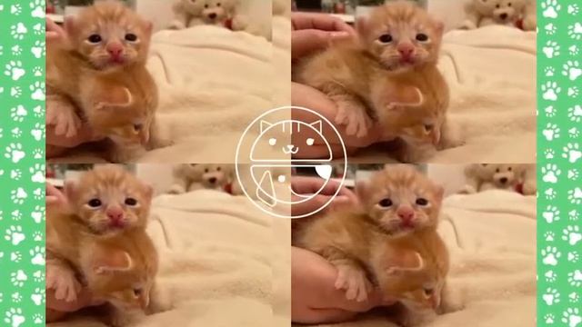 Котята из ЮЗАО смотреть онлайн