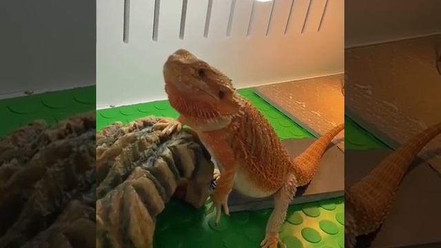 Mimimiko/Агама/Agama/ Открываем Зоомагазины террариумистики под ключ/работаем с розницей/ инфо 👇🏿 смотреть онлайн