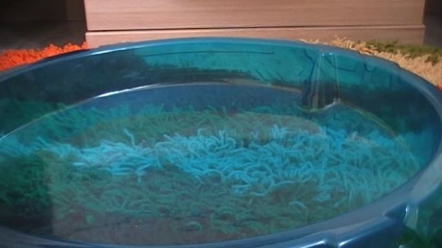Сражение топ 10 Самых сильных волчков часть 1 смотреть онлайн