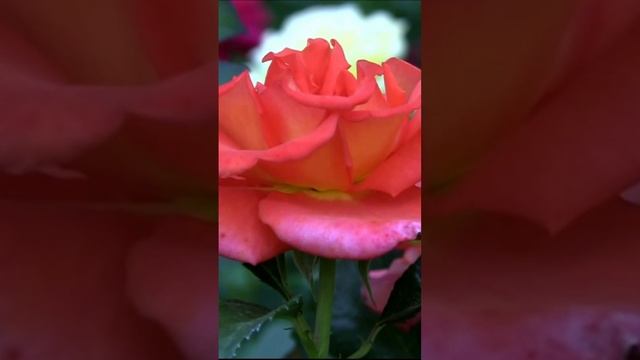 Оранжевая роза. Дмитрий Шлапак смотреть онлайн