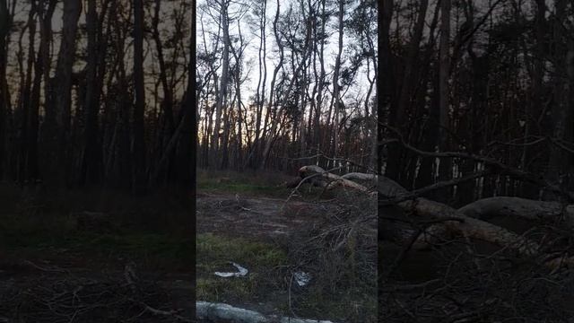 Ужасное состояние соснового бора (Харьков, Рыжанка). смотреть онлайн