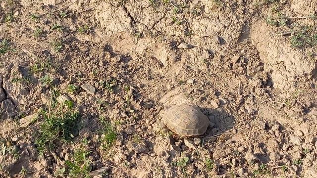 Сангпушт.Черепаха.Turtle.سلحفاة смотреть онлайн
