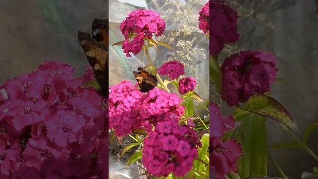 Бабочки пьют нектар смотреть онлайн