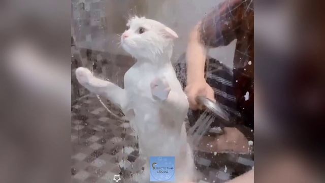 МИЛЫЕ И СМЕШНЫЕ КОТЫ И ДРУГИЕ ЖИВОТНЫЕ / 3 МИНУТЫ МИЛОТЫ И СМЕХА смотреть онлайн