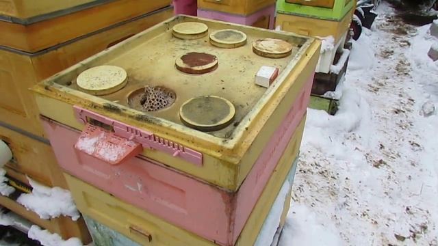 26.12.2024 , клуб пчел собрался на зиму у задней стенки улья, ответы на вопросы смотреть онлайн