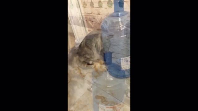 Котенок породы мейн кун ищет воду смотреть онлайн