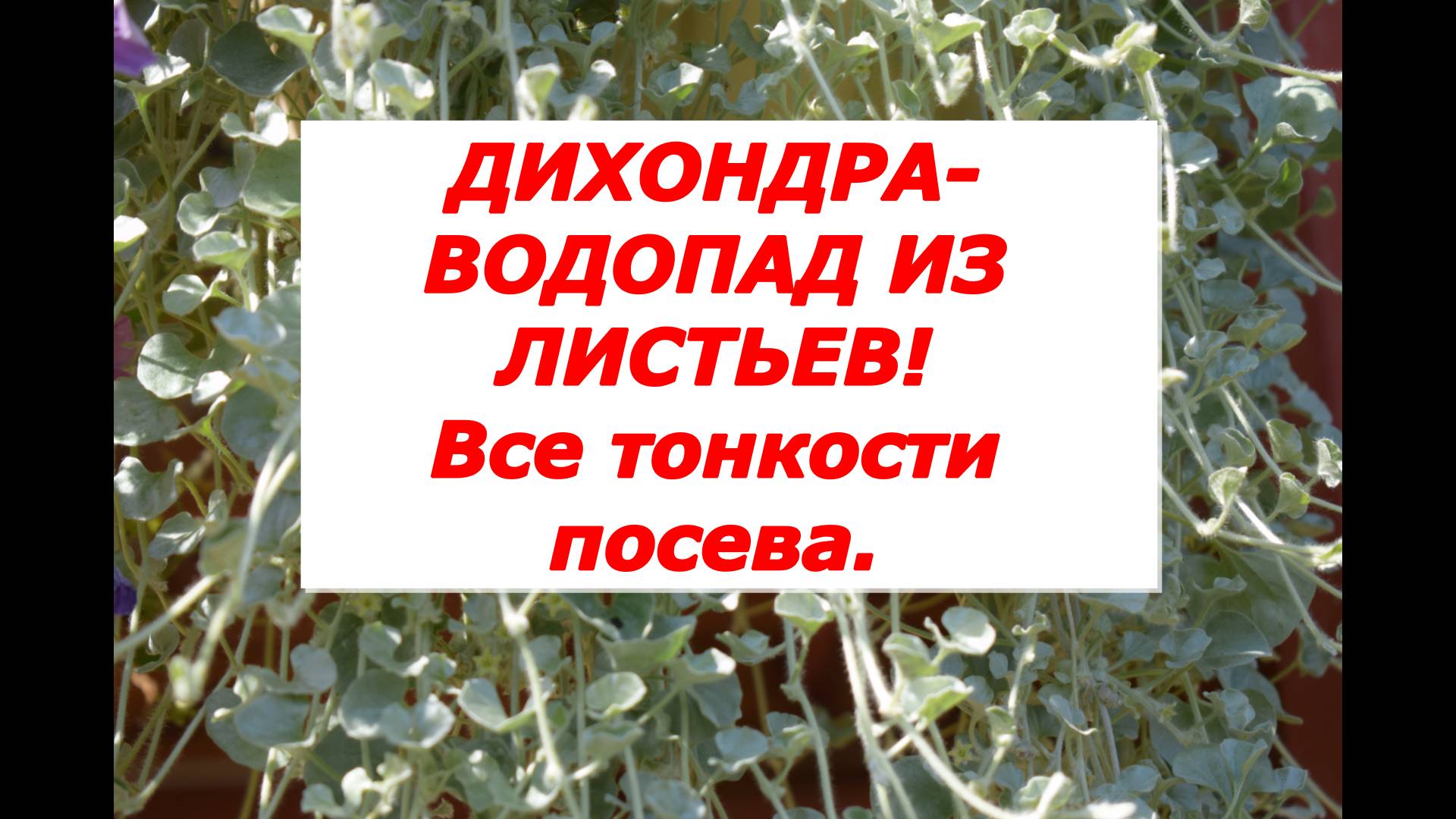 ДИХОНДРА. Все тонкости посева этого замечательного цветка смотреть онлайн