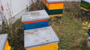 КОГДА ЗАНОСИТЬ ПЧЁЛ.