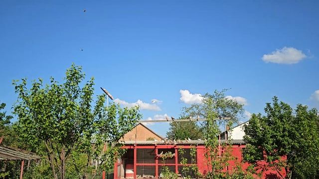 Потеряю или нет но голубей пугну смотреть онлайн