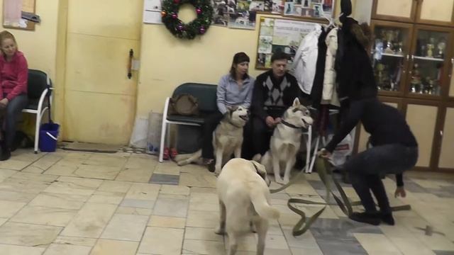 Экзамен "Канис-терапия" 06.12.15 г. файл 00025 смотреть онлайн