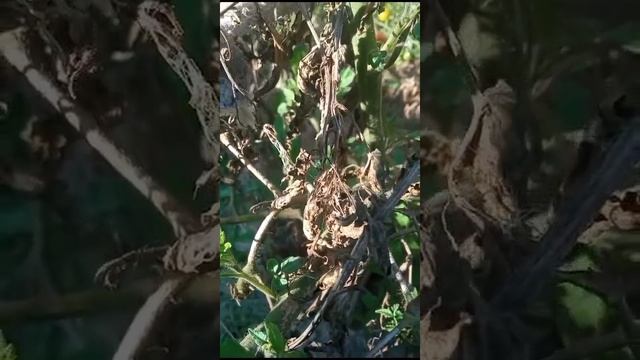 ЖИВА. Эксперимент. Помидоры смотреть онлайн