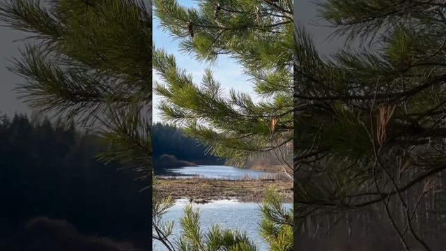 Все что надо для счастья прогулка в лес на природу #природа#ноябрь#лес#река#осень#2023#