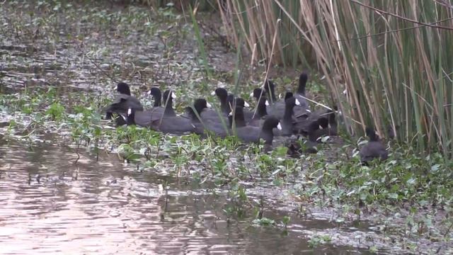 Brazos Bend State Park, TX смотреть онлайн