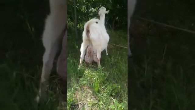 Очень большое вымя смотреть онлайн