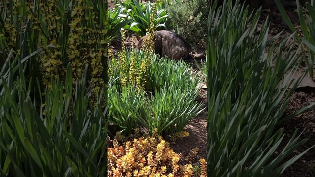 ЮЖНЫЙ САД УТОПАЕТ В ЗЕЛЕНИ И ЯРКИХ КРАСКАХ. 31.03.2024. #сад #клумбы #цветы #цветники смотреть онлайн