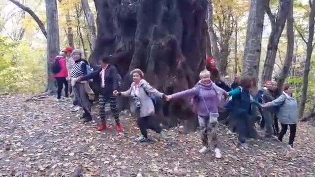 Кудепстинский лес. Вокруг белого тополя. Поход с Владимиром Новиковым. 2 декабря 2020. смотреть онлайн